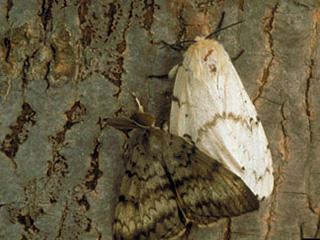 male-female-ld-spongy-moth-c-bugwood.org_blockitemmedium